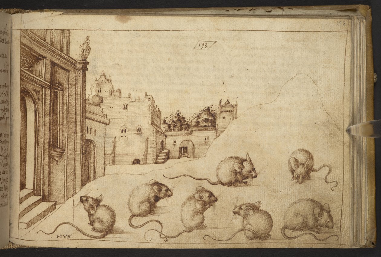 Dodać. 82955, f.192   Myszy („mus”).  , z Historii Animalium, (składający się z 245 rysunków wykonanych piórem i atramentem różnych gatunków zwierząt i mitycznych stworzeń, każdy opatrzony opisem.)    1595 autorstwa Italian School
