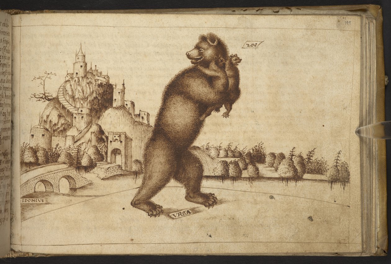 Dodać. 82955, f.199   Niedźwiedzie („ursus”), jeden dźgnięty przez mężczyznę, drugi niosący młode.  , z Historii Animalium, (składający się z 245 rysunków wykonanych piórem i atramentem różnych gatunków zwierząt i mitycznych stworzeń, każdy opatrzony opise autorstwa Italian School