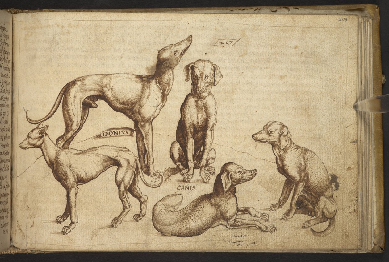 Dodać. 82955, f.206 Psy różnych ras („canis”).  , z Historii Animalium, (składający się z 245 rysunków wykonanych piórem i atramentem różnych gatunków zwierząt i mitycznych stworzeń, każdy opatrzony opisem.)    1595 autorstwa Italian School