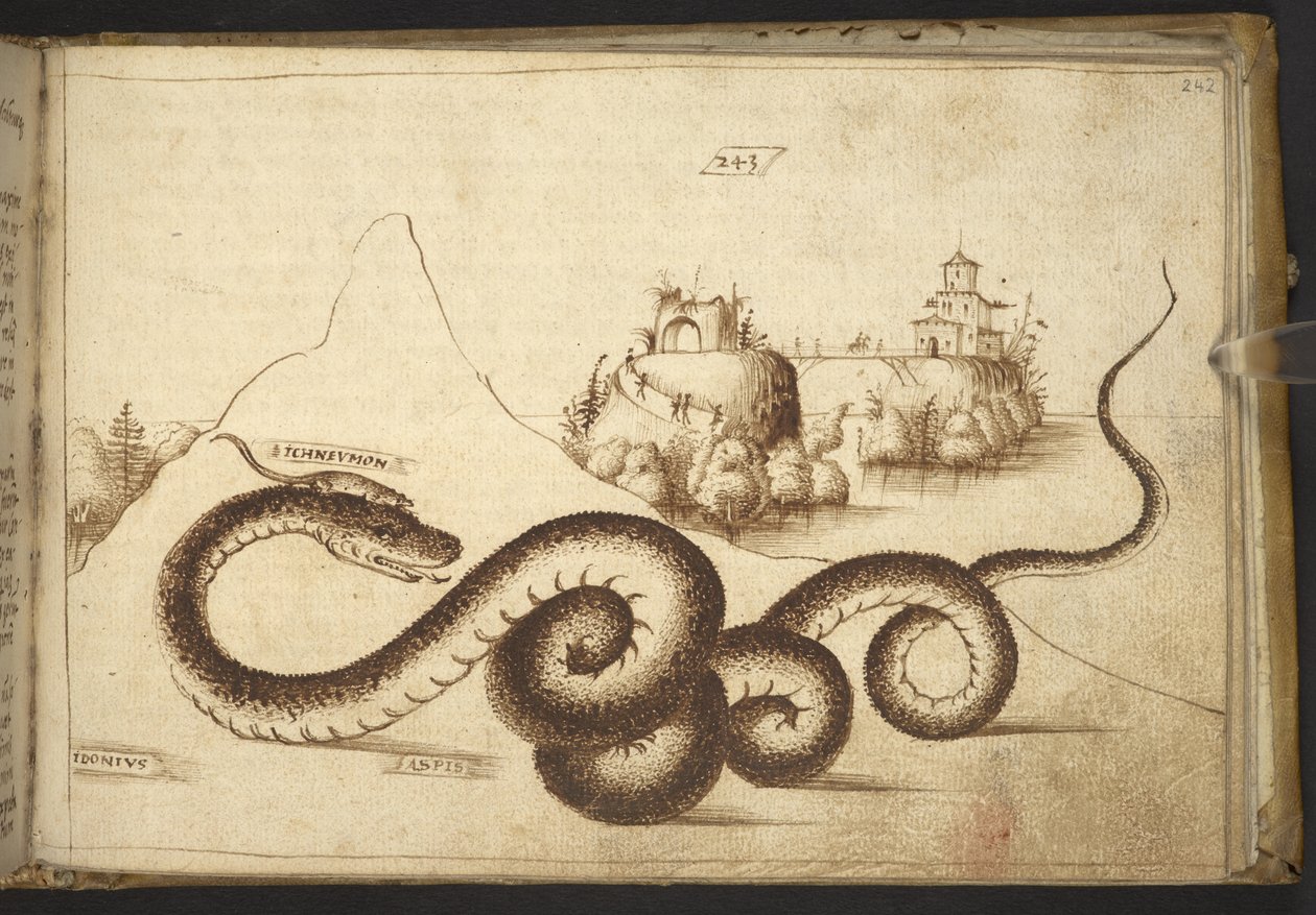 Dodać. 82955, f.242 Wąż („aspis”).  , z Historii Animalium, (składający się z 245 rysunków wykonanych piórem i atramentem różnych gatunków zwierząt i mitycznych stworzeń, każdy opatrzony opisem.)    1595 autorstwa Italian School