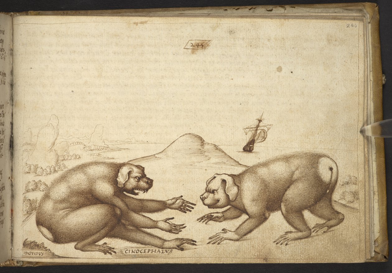Dodać. 82955, f.244 Walczące stworzenia podobne do psów (