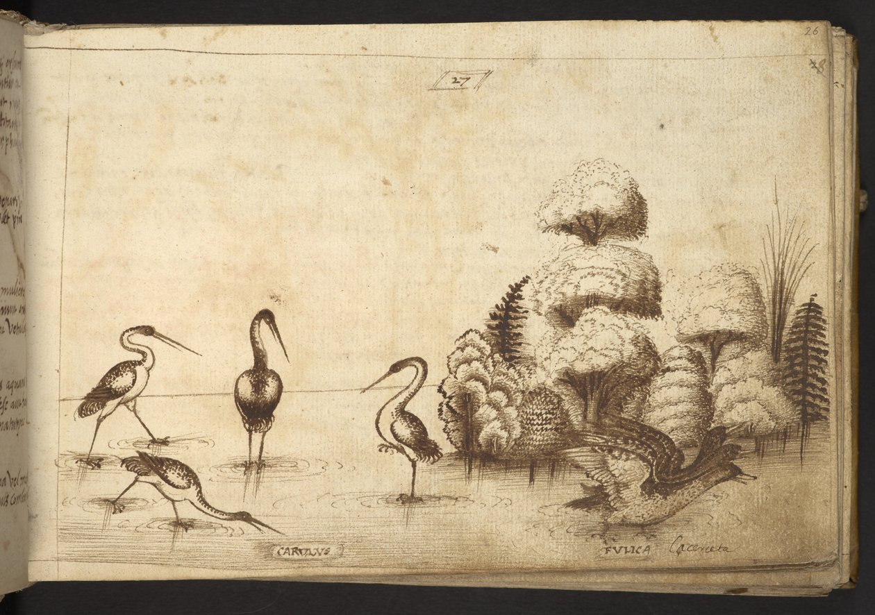 Dodać. 82955, f.26 Ptaki brodzące („carulus”) i łyski („fulica”), z Historia Animalium autorstwa Italian School