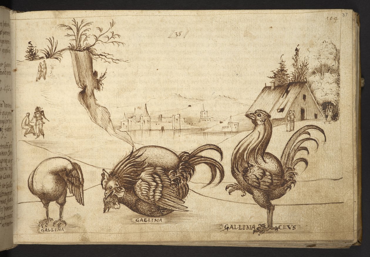 Dodać. 82955, f.37   Kurczaki („gallina”, „gallinaceus”).  , z Historii Animalium, (składający się z 245 rysunków wykonanych piórem i atramentem różnych gatunków zwierząt i mitycznych stworzeń, każdy opatrzony opisem.)    1595 autorstwa Italian School