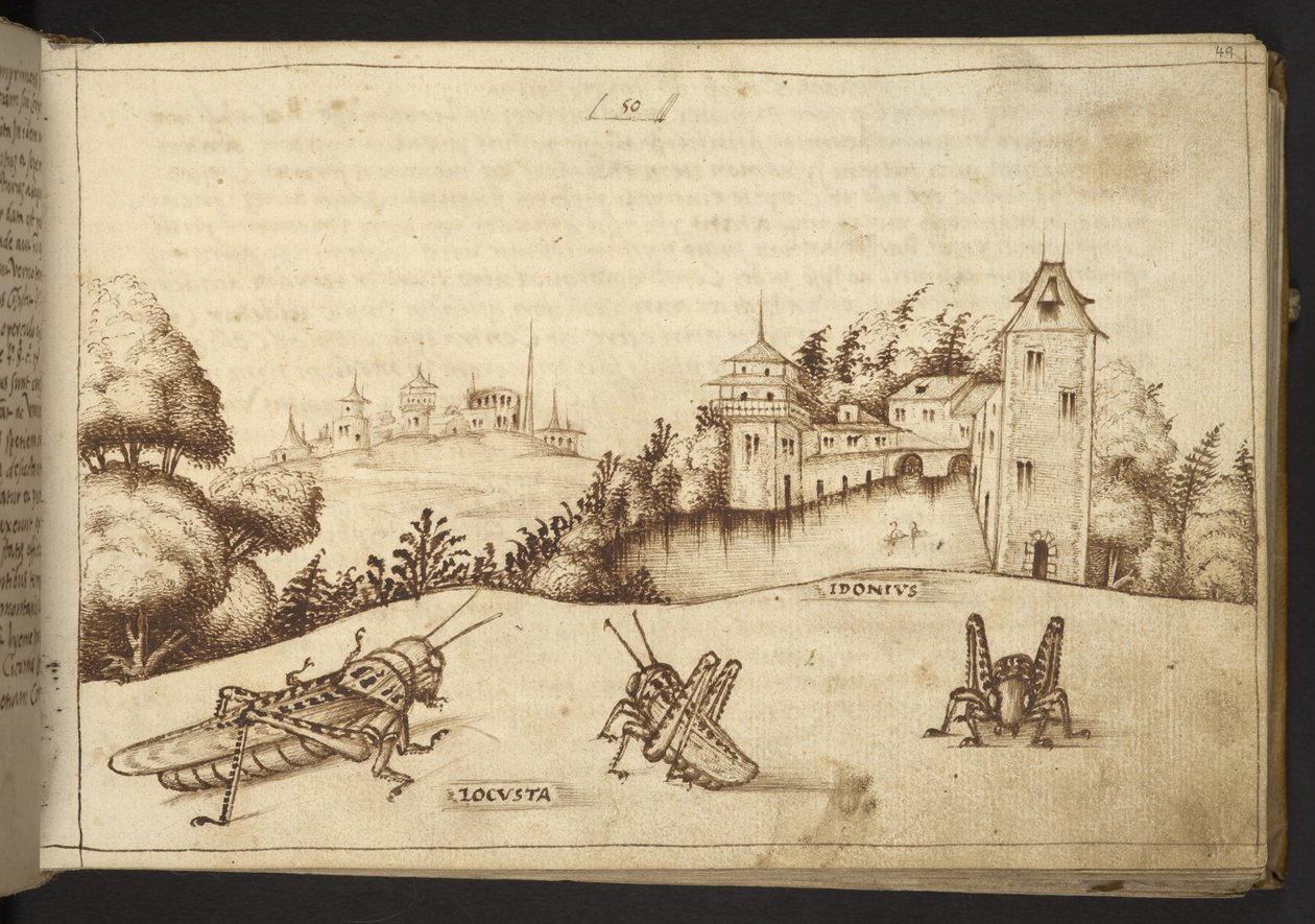 Dodać. 82955, f.49 Szarańcza jedząca wysoką roślinę.  , z Historii Animalium, (składający się z 245 rysunków wykonanych piórem i atramentem różnych gatunków zwierząt i mitycznych stworzeń, każdy opatrzony opisem.)    1595 autorstwa Italian School