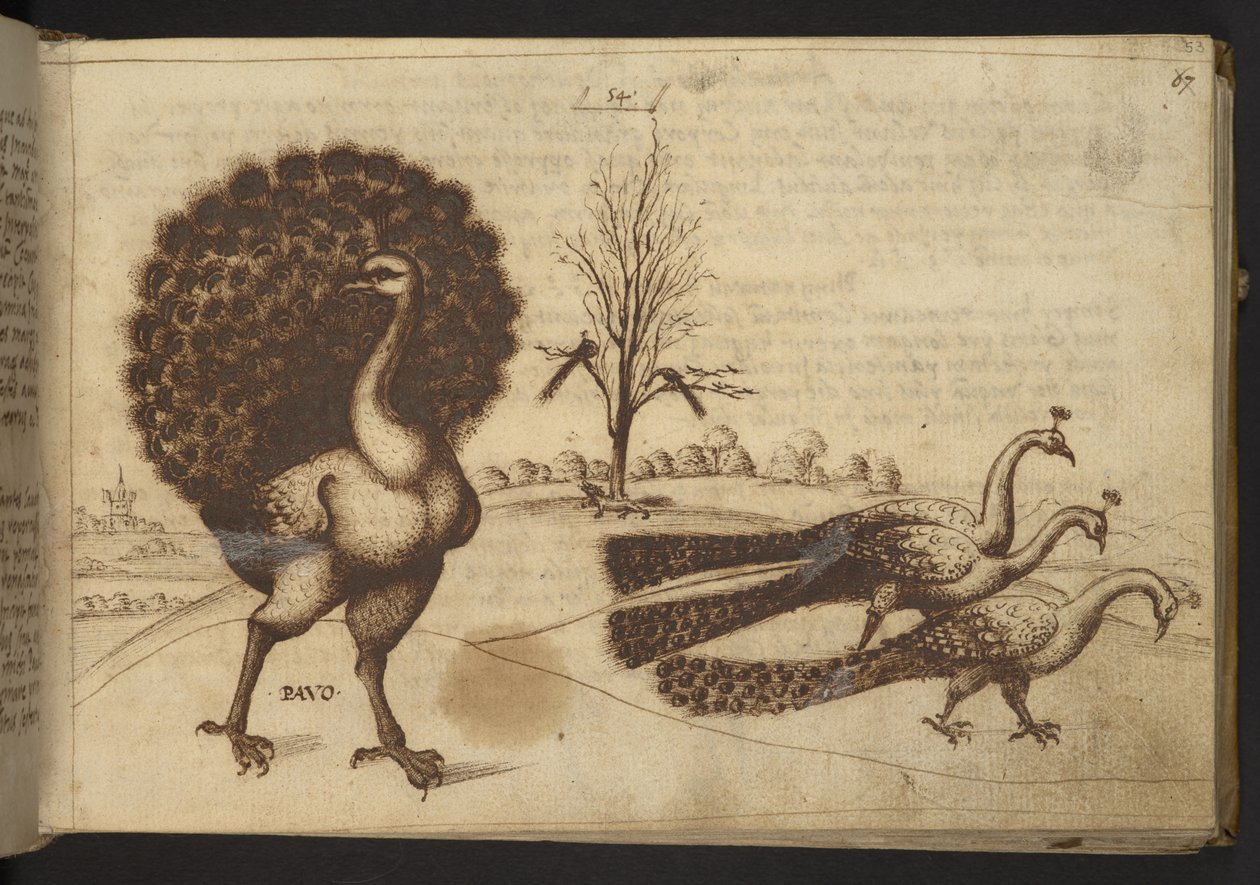 Dodać. 82955, f.53 Pawie (
