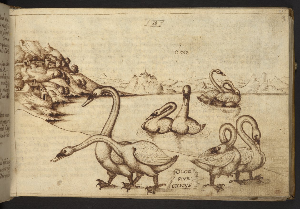 Dodać. 82955, f.57   Łabędzie (