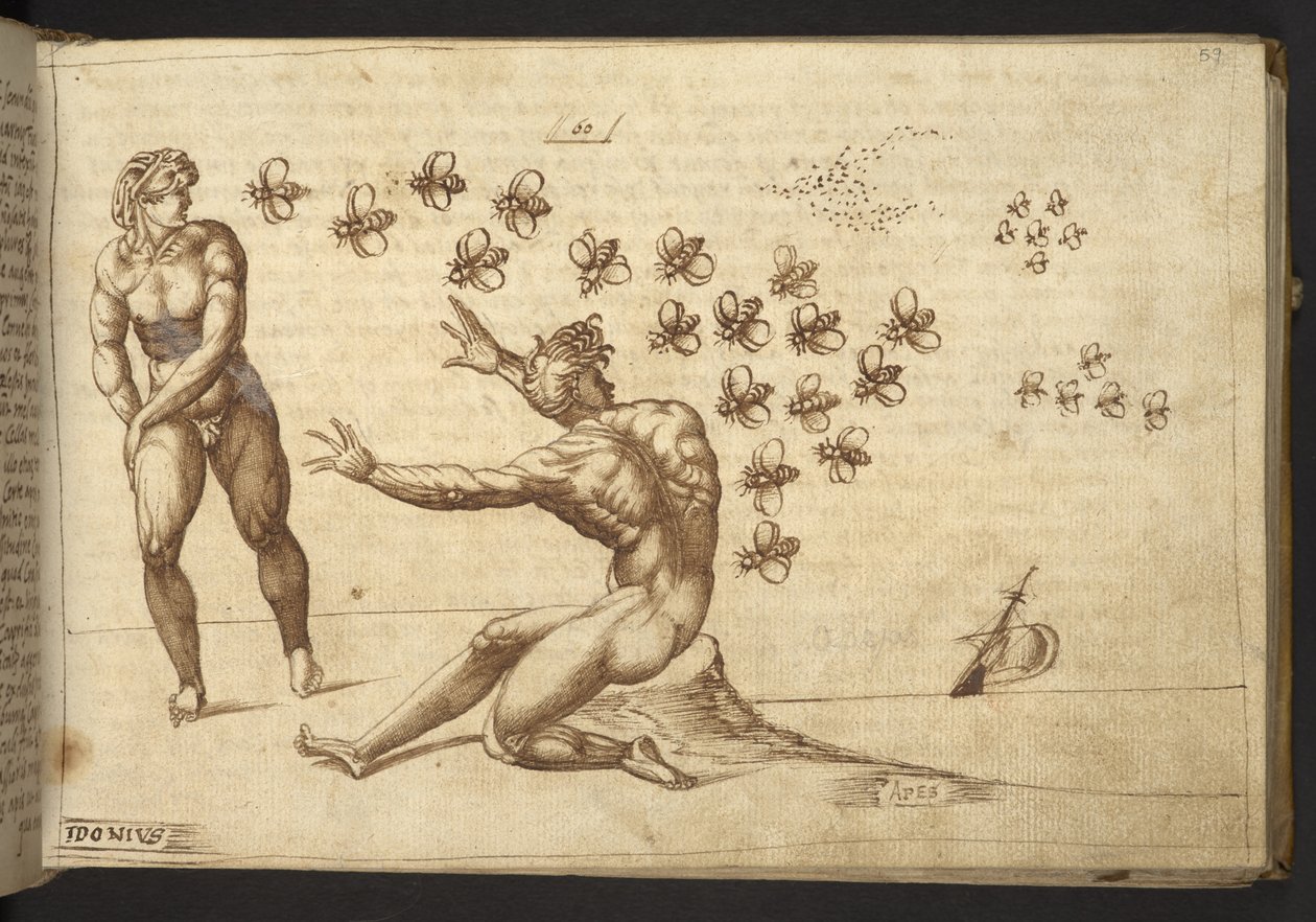 Dodać. 82955, f.59 Pszczoły („małpy”).  , z Historii Animalium, (składający się z 245 rysunków wykonanych piórem i atramentem różnych gatunków zwierząt i mitycznych stworzeń, każdy opatrzony opisem.)    1595 autorstwa Italian School