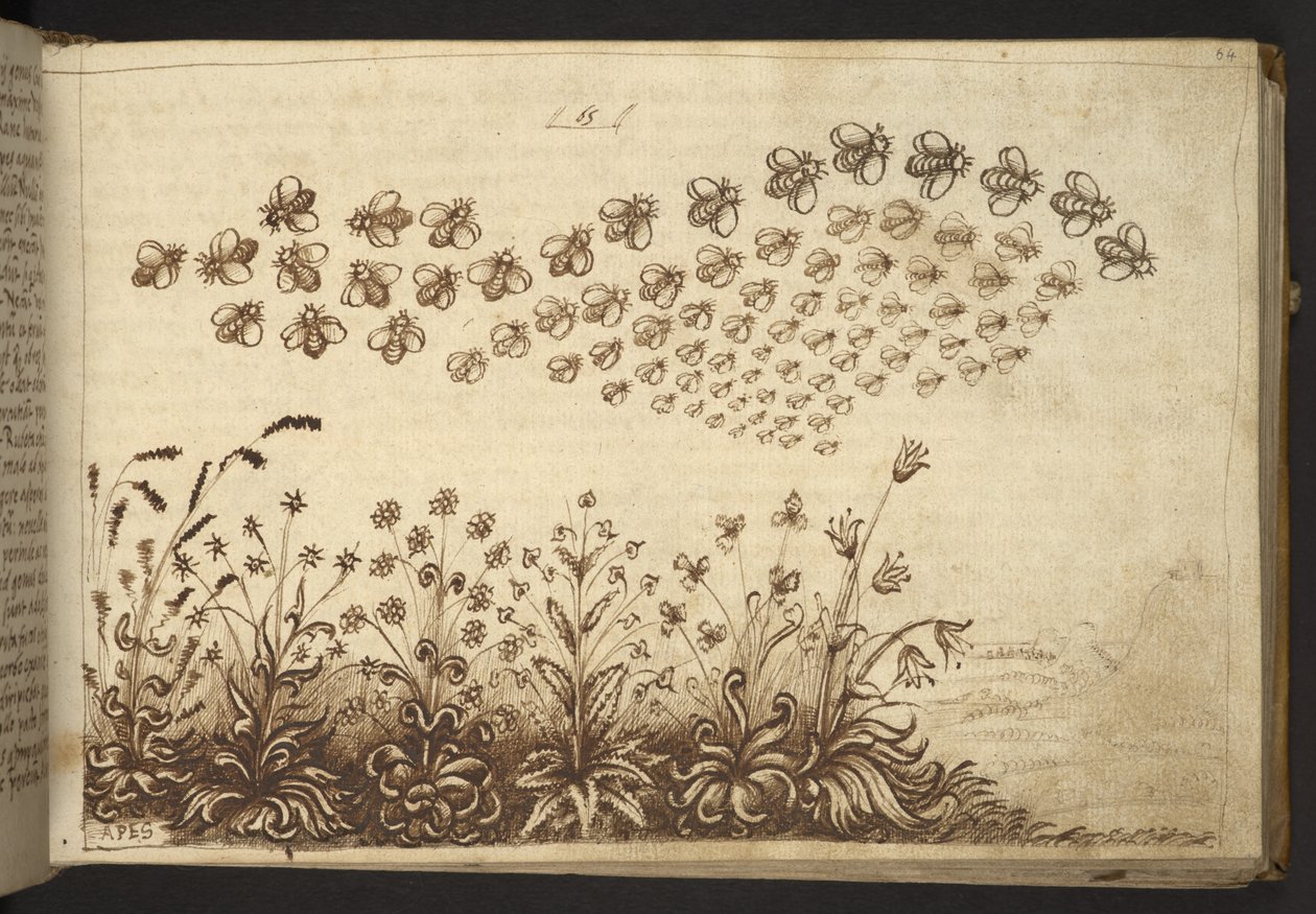 Dodać. 82955, f.64 Pszczoły („małpy”).  , z Historii Animalium, (składający się z 245 rysunków wykonanych piórem i atramentem różnych gatunków zwierząt i mitycznych stworzeń, każdy opatrzony opisem.)    1595 autorstwa Italian School