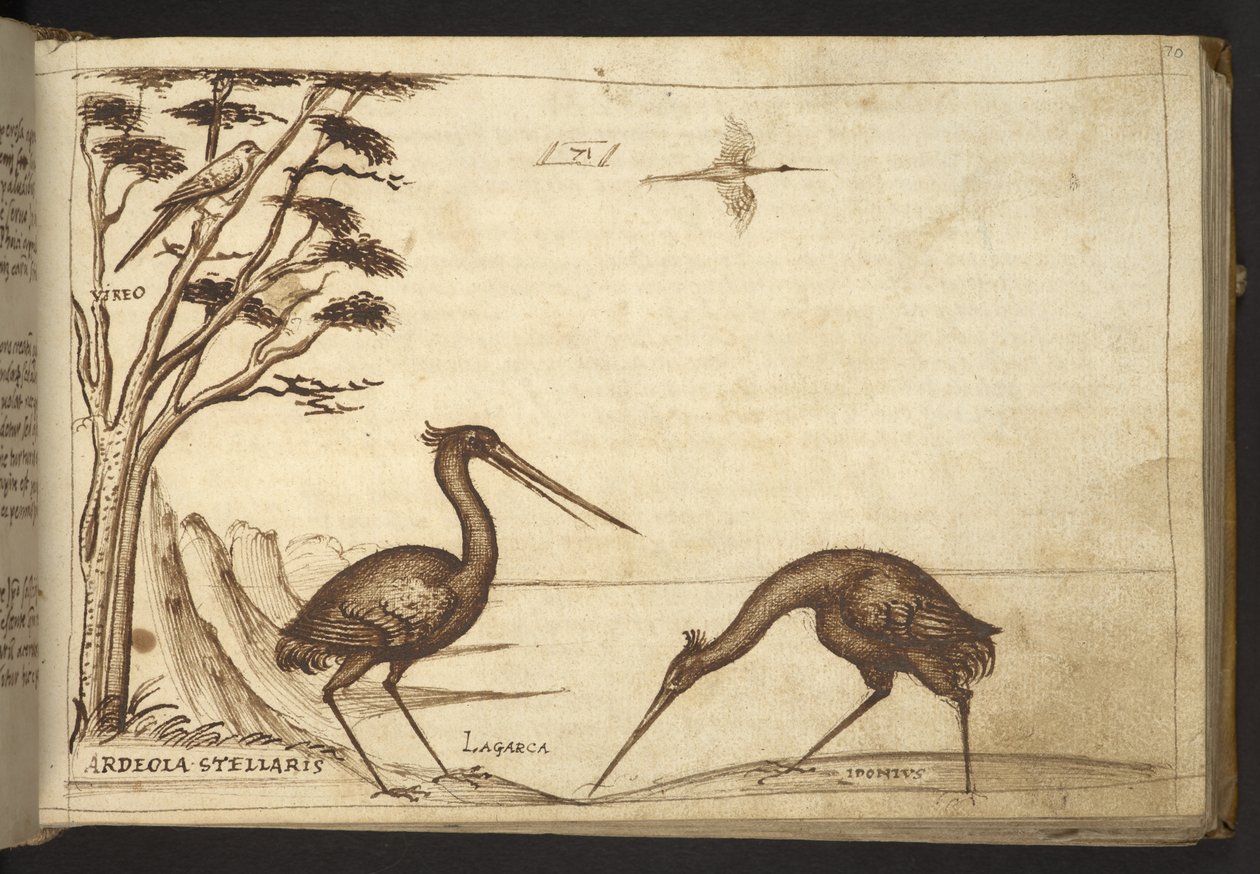 Dodać. 82955, f.70   Czapla („ardeola”).  , z Historii Animalium, (składający się z 245 rysunków wykonanych piórem i atramentem różnych gatunków zwierząt i mitycznych stworzeń, każdy opatrzony opisem.)    1595 autorstwa Italian School