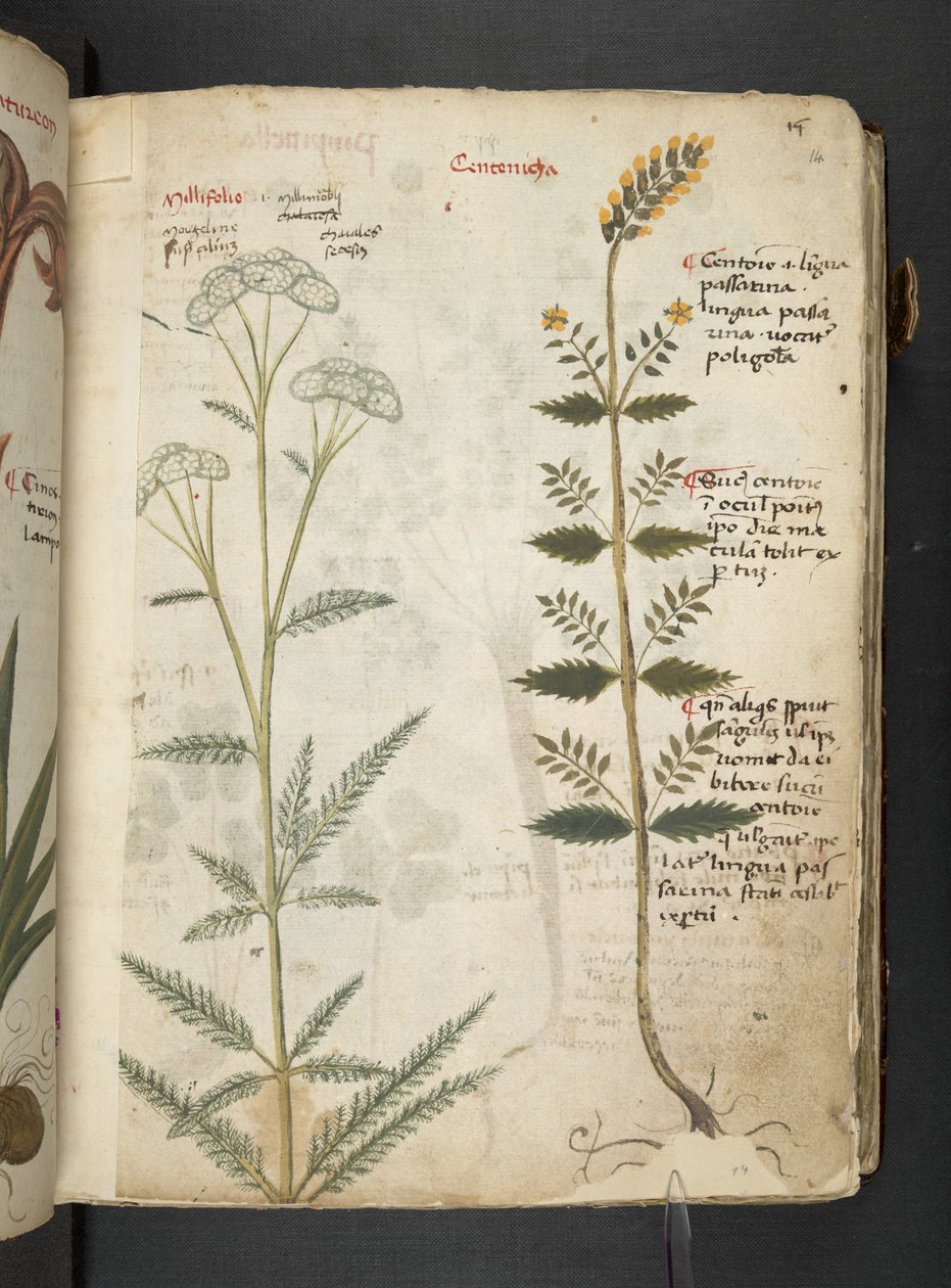 Dodaj MS 41623 