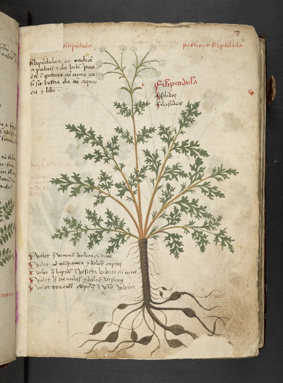 Dodaj MS 41623 