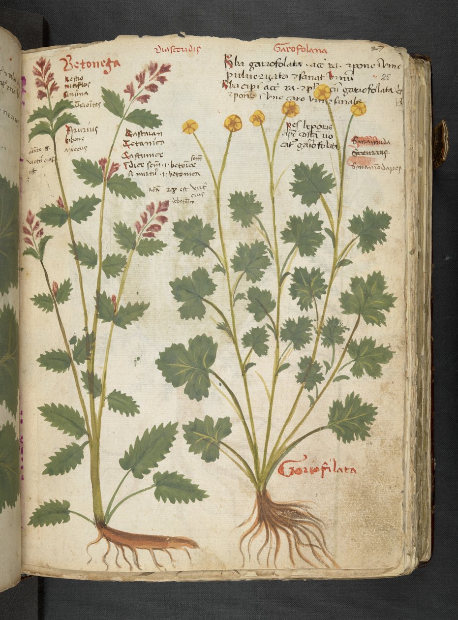 Dodaj MS 41623 