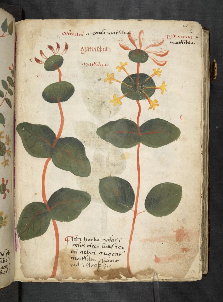 Dodaj MS 41623 