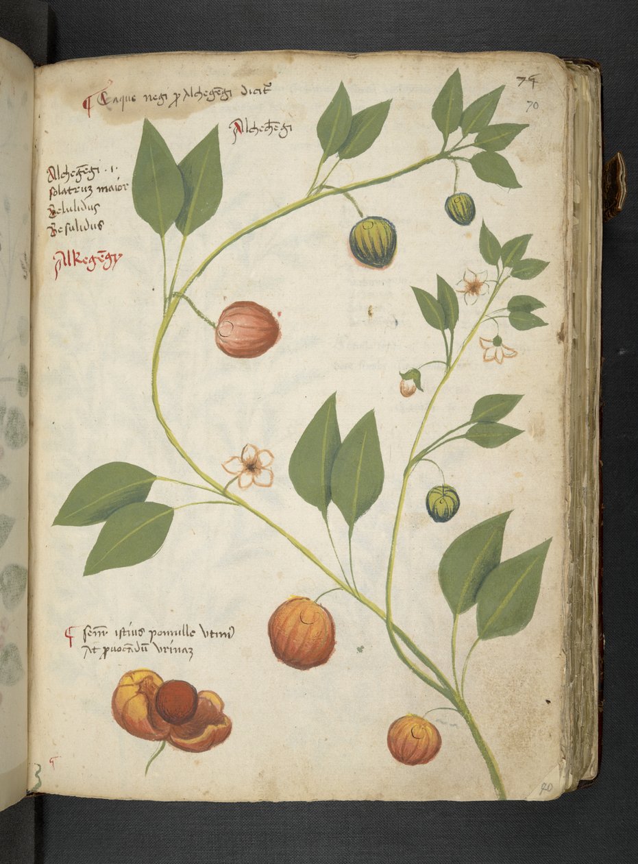 Dodaj MS 41623 