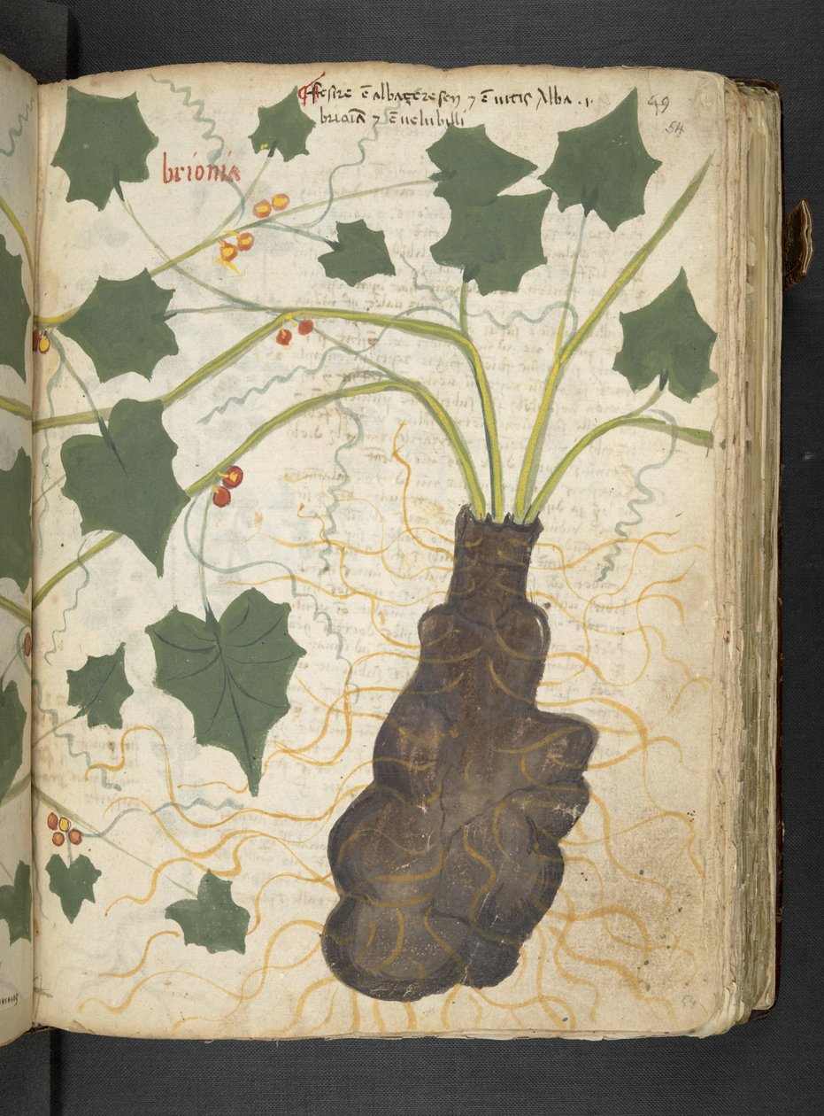Dodaj MS 41623 