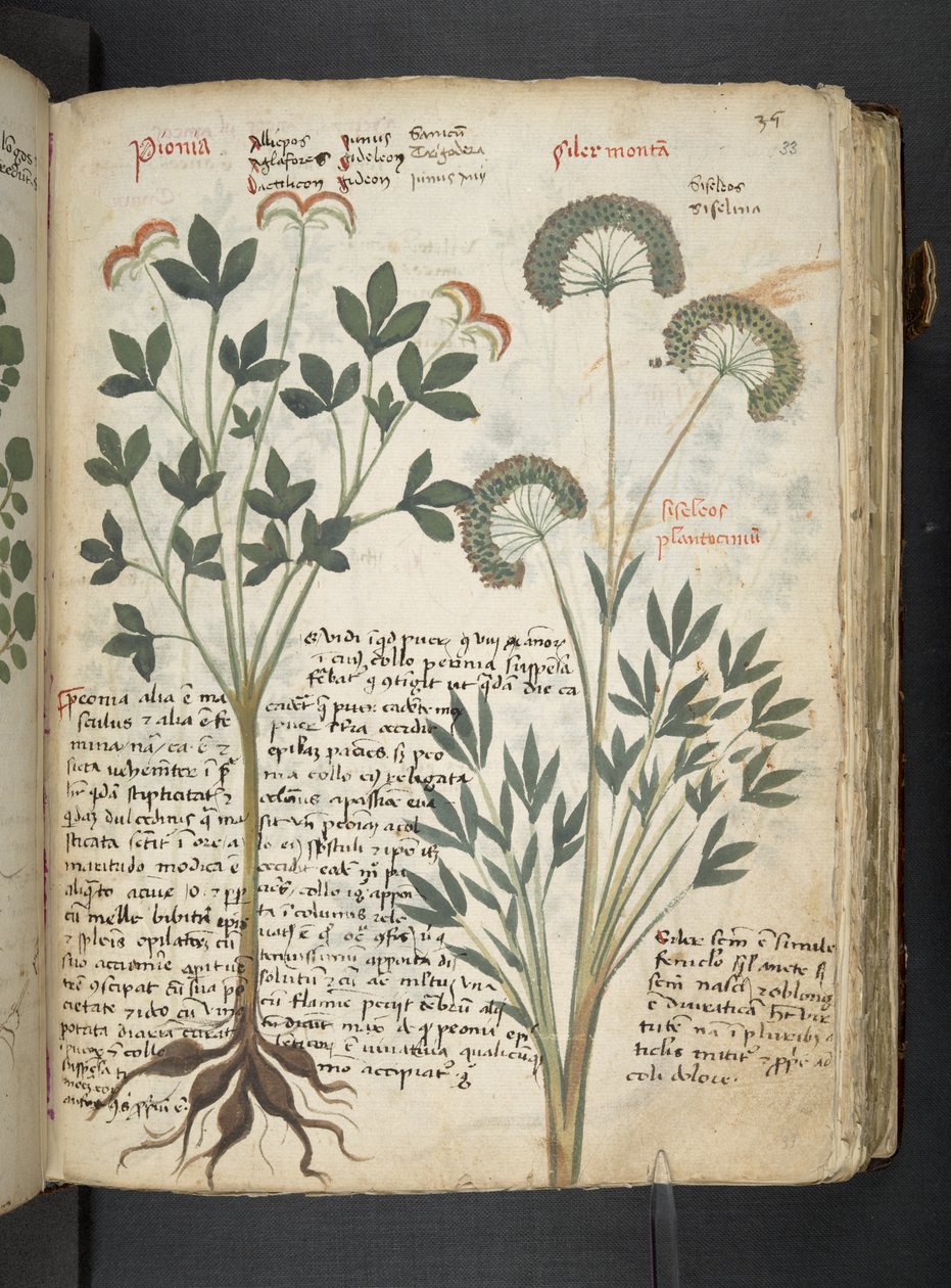 Dodaj MS 41623 
