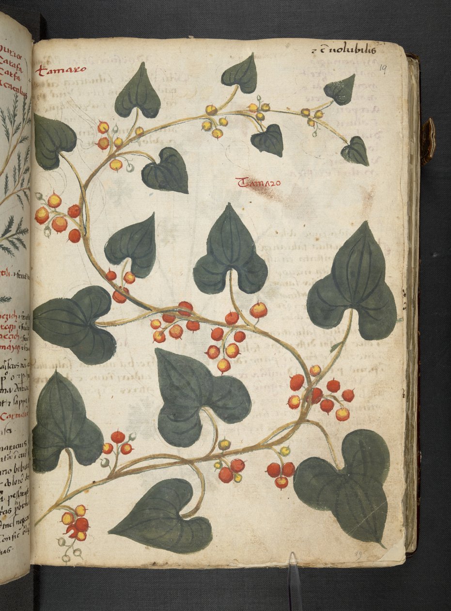 Dodaj MS 41623 