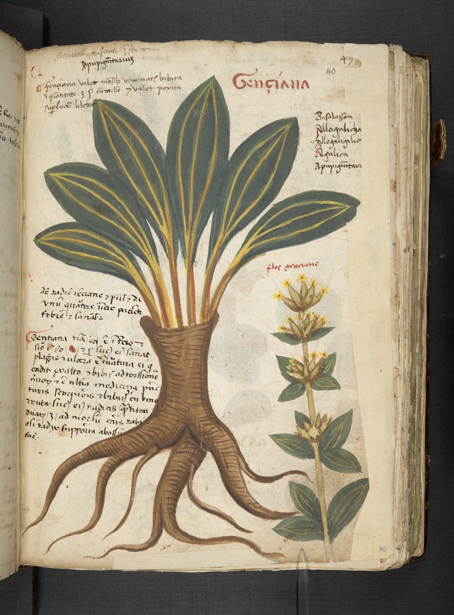 Dodaj MS 41623 