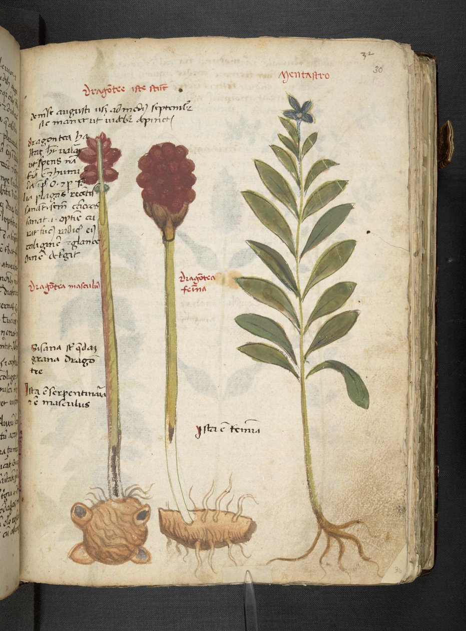 Dodaj MS 41623 