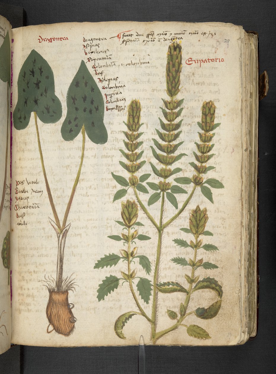 Dodaj MS 41623 