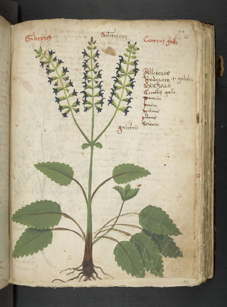 Dodaj MS 41623 