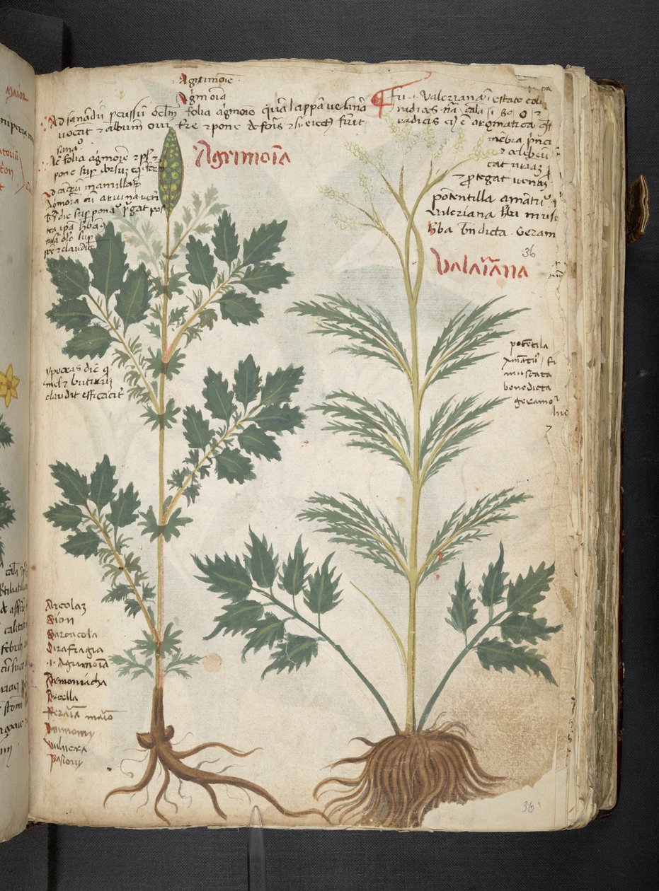 Dodaj MS 41623 