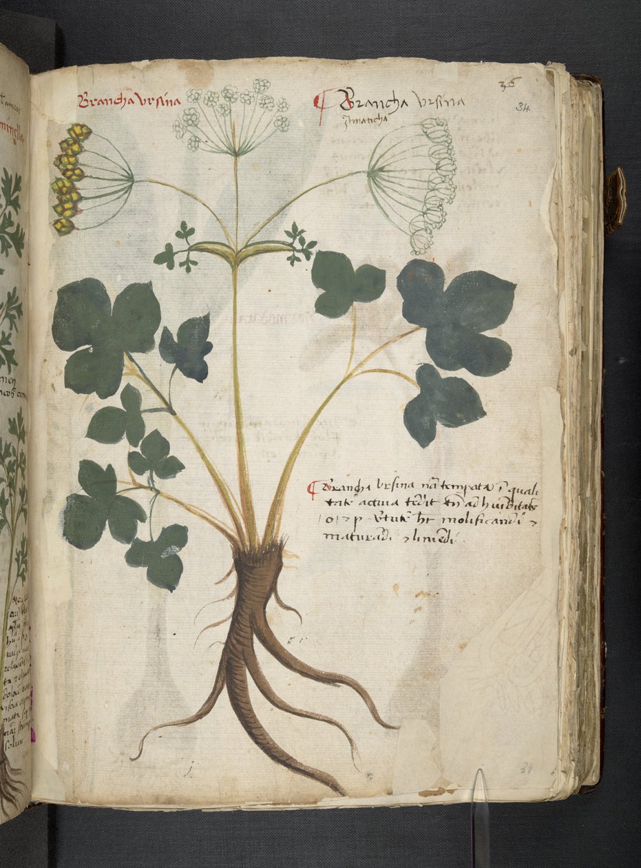 Dodaj MS 41623 