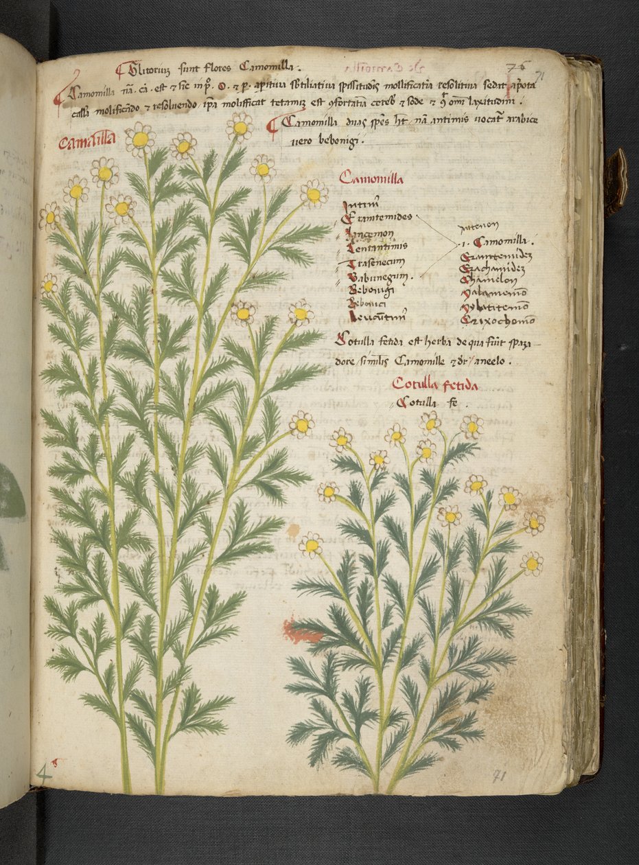 Dodaj MS 41623 