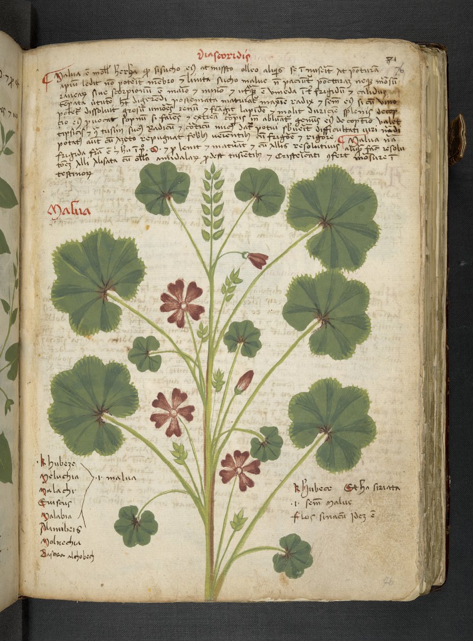 Dodaj MS 41623 