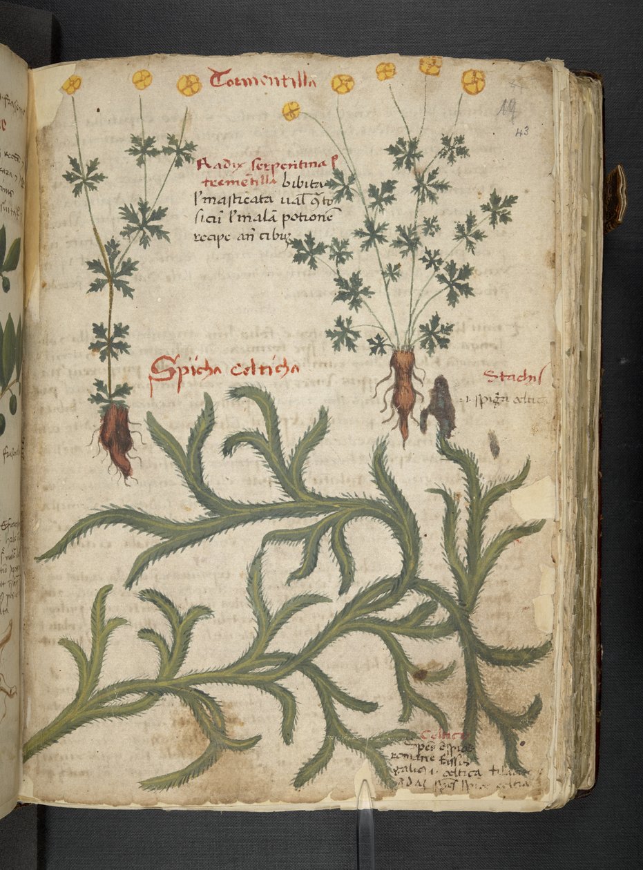 Dodaj MS 41623 