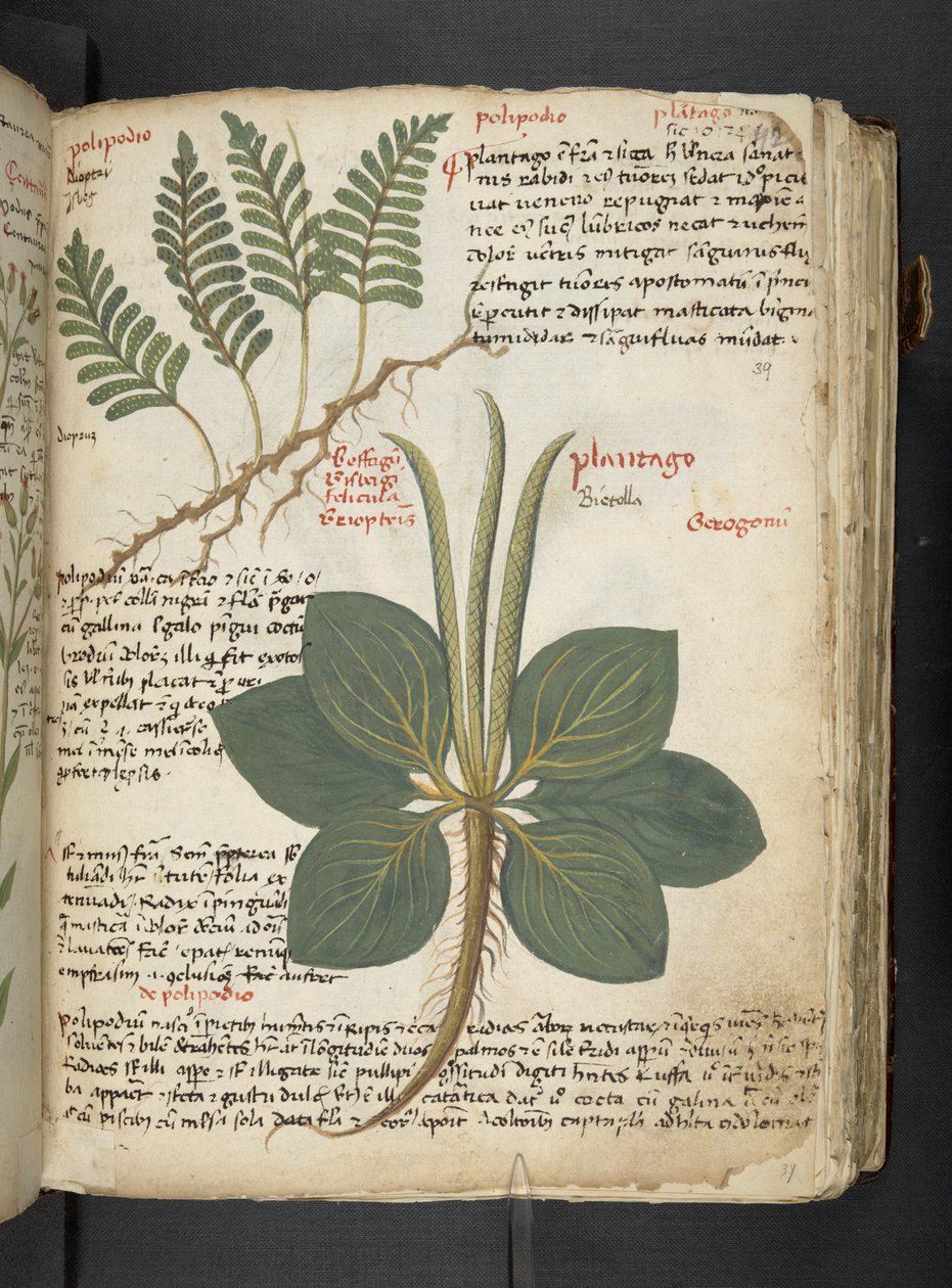 Dodaj MS 41623 