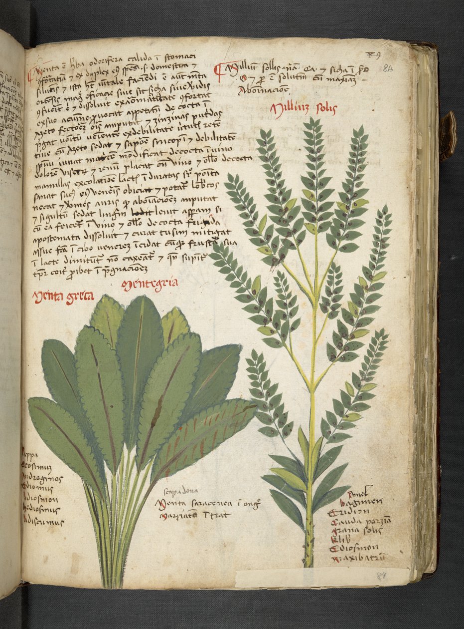 Dodaj MS 41623 