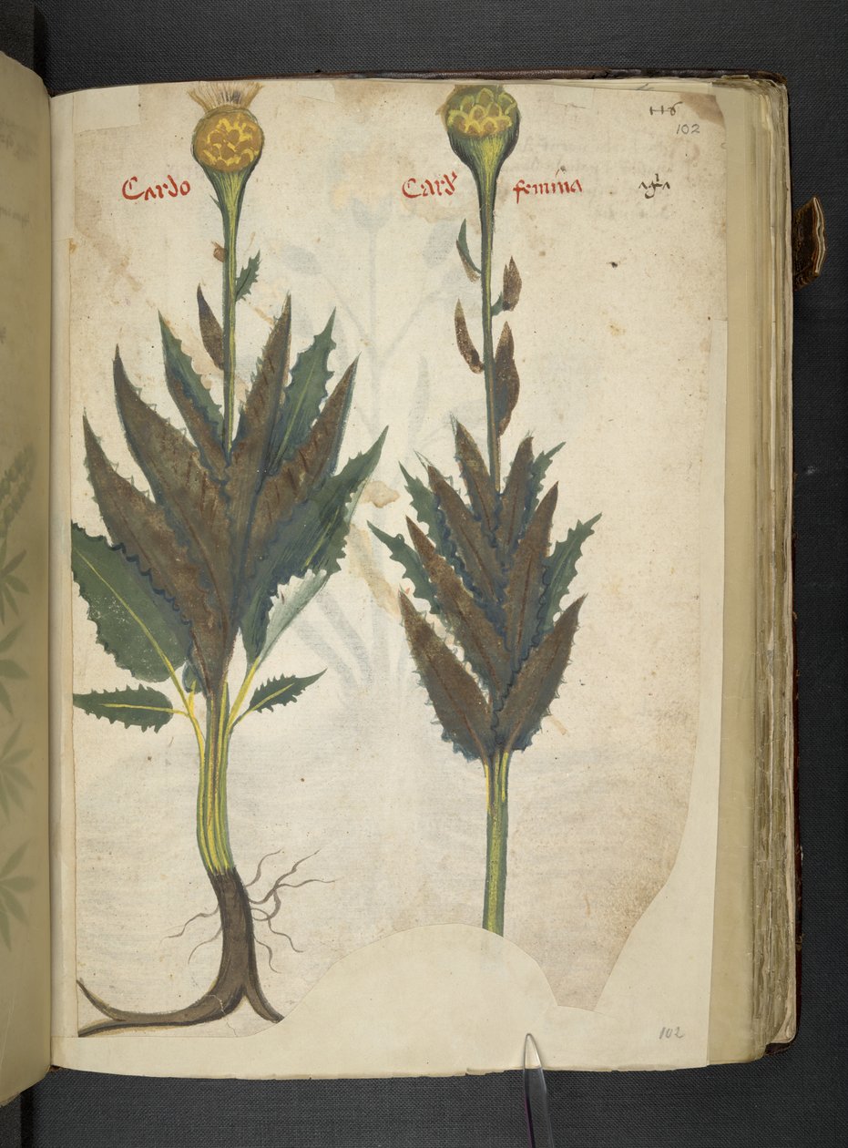 Dodaj MS 41623 f.102r Cardo 