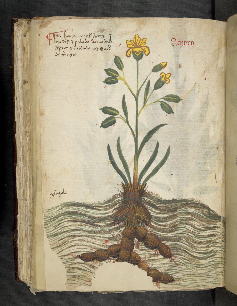 Dodaj MS 41623 f.102v Achoro, z „A herbal”, Belluno (tusz i kolor na welinie) autorstwa Italian School