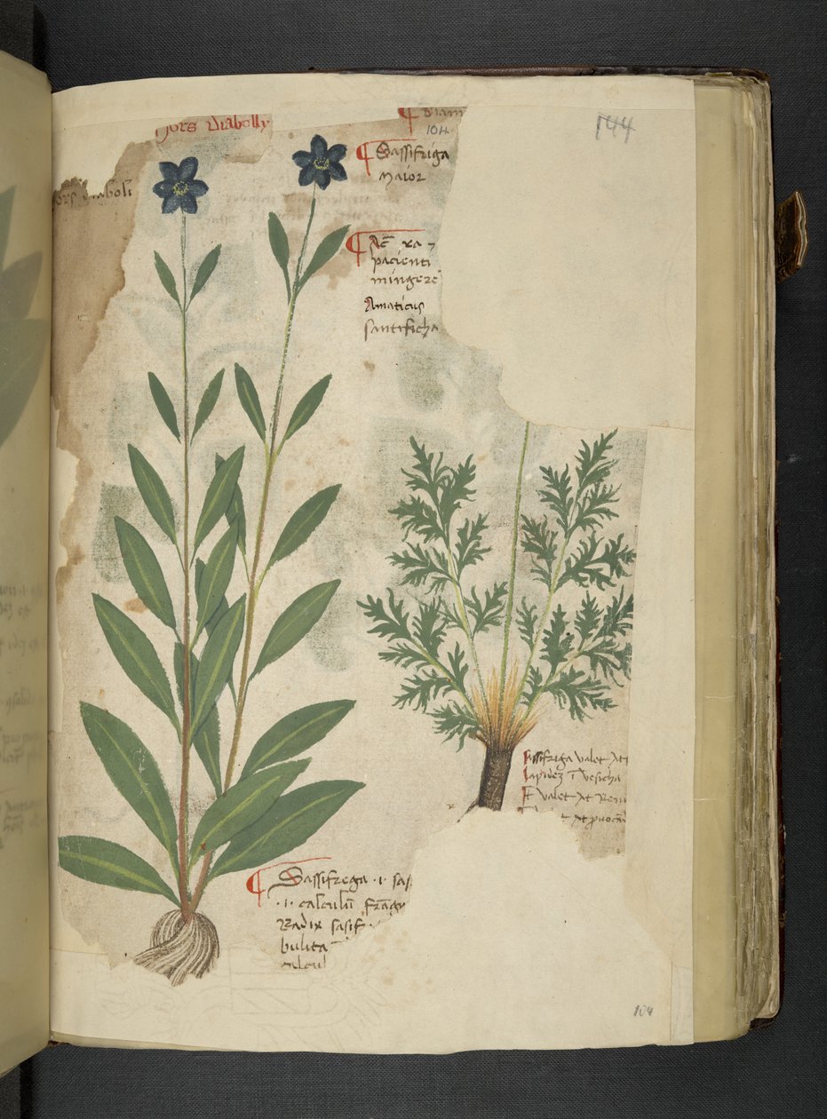 Dodaj MS 41623 f.104r Sassifraga, z 