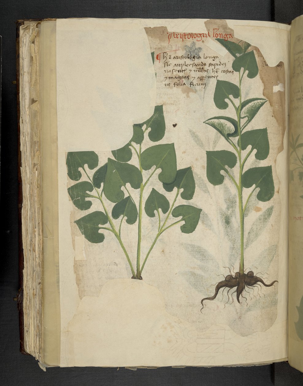 Dodaj MS 41623 f.104v Anthurium, z „A herbal”, Belluno (tusz i kolor na welinie) autorstwa Italian School