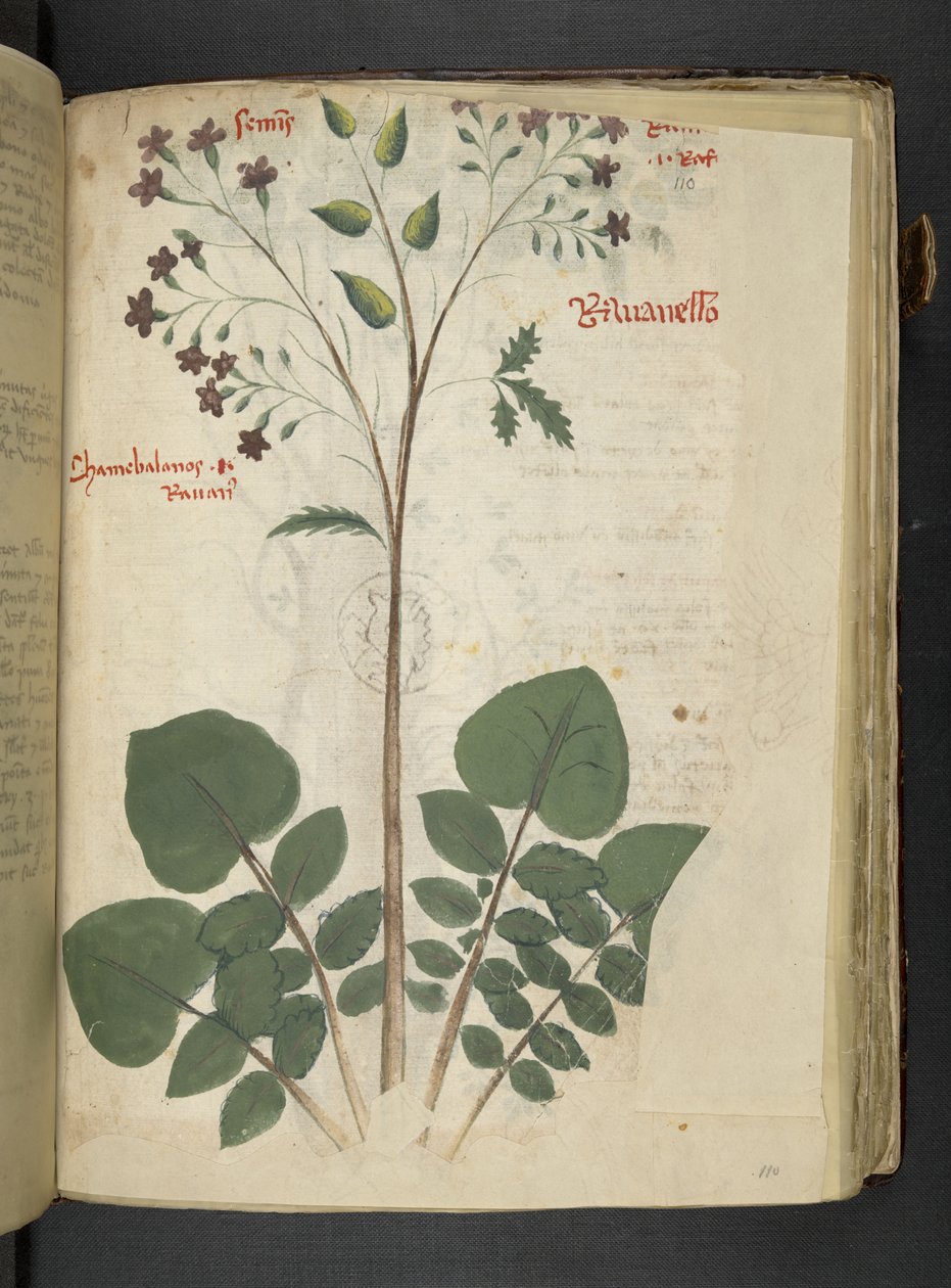 Dodaj MS 41623 f.110r 