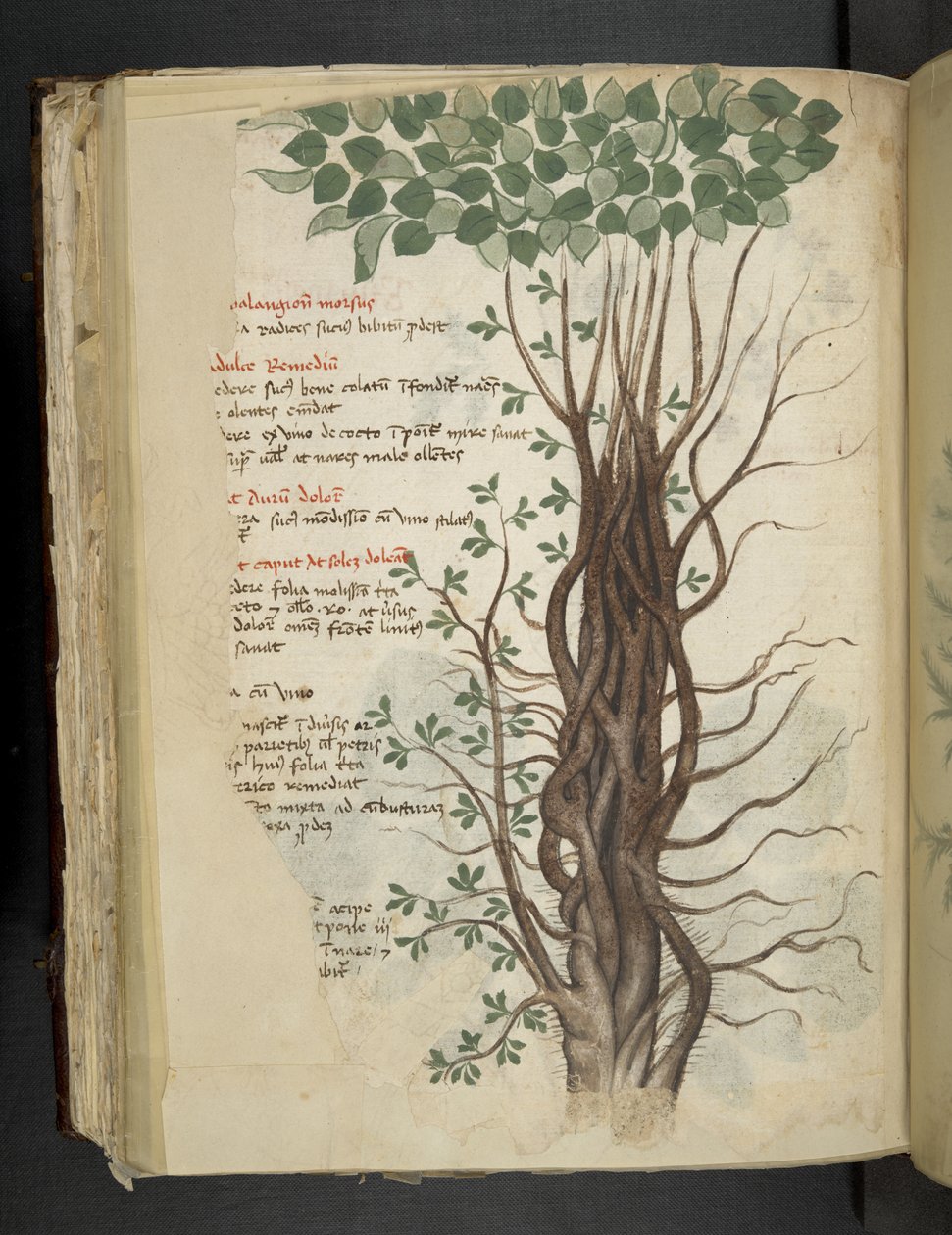Dodaj MS 41623 f.110v drzewo mangrowe, z "zioła", Belluno (tusz i kolor na welinie) autorstwa Italian School
