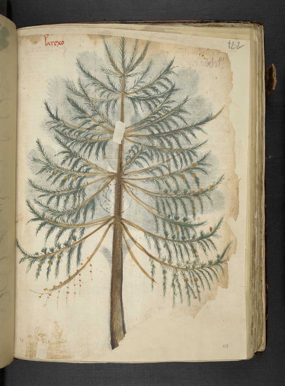 Dodaj MS 41623 f.111r 