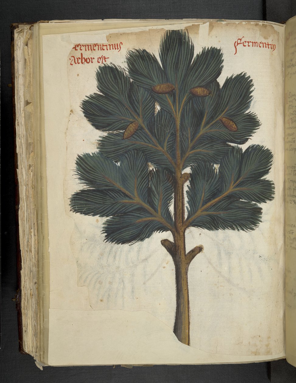 Dodaj MS 41623 f.111v Sosna, z „Zioła”, Belluno (tusz i kolor na welinie) autorstwa Italian School