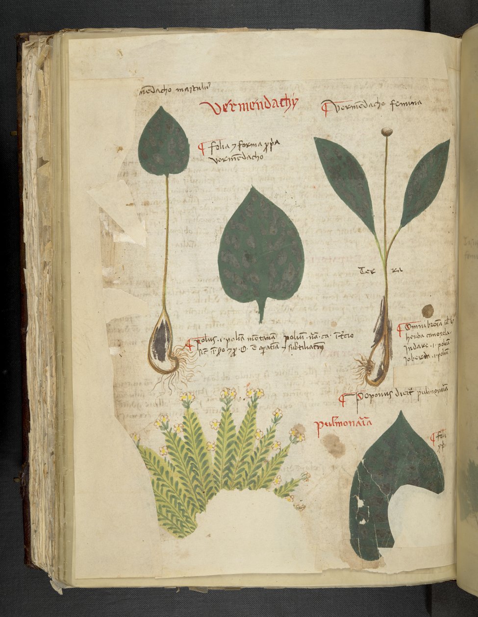 Dodaj MS 41623 f.112v Pulmonaria, z 