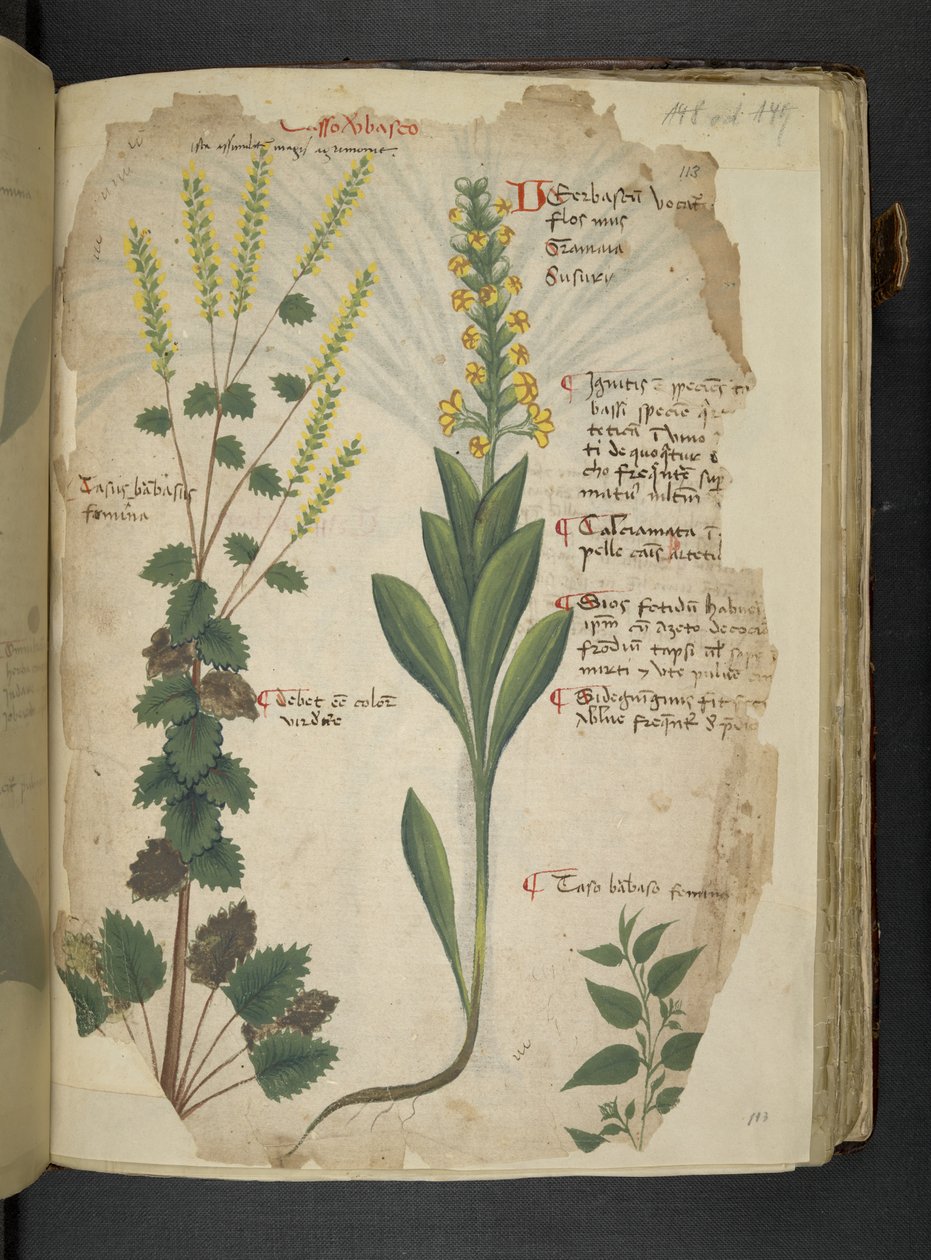 Dodaj MS 41623 f.113r 