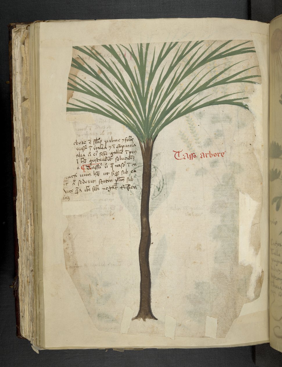 Dodaj MS 41623 f.113v Tarro Arboro, z "A herbal", Belluno (tusz i kolor na welinie) autorstwa Italian School