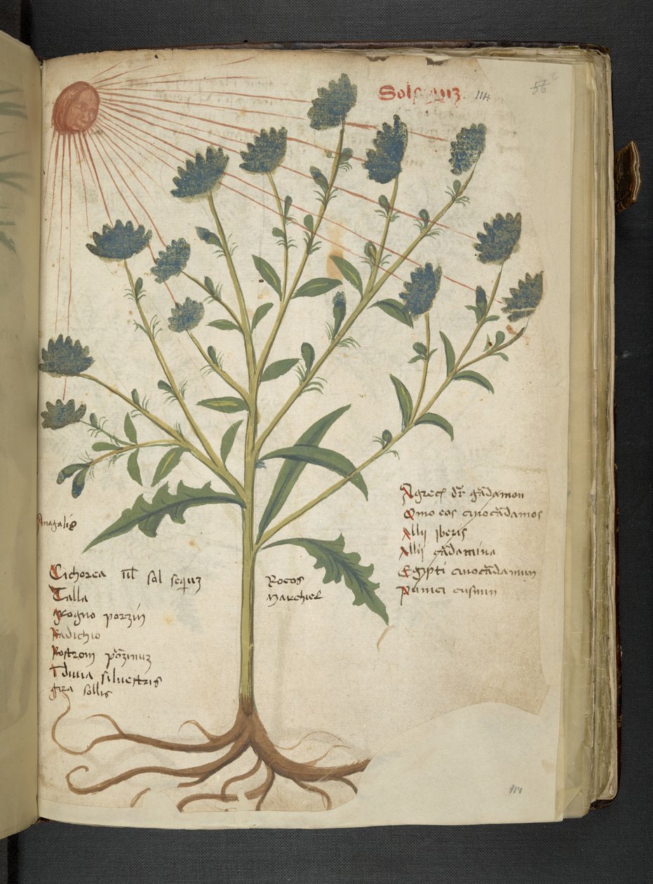 Dodaj MS 41623 f.114r 