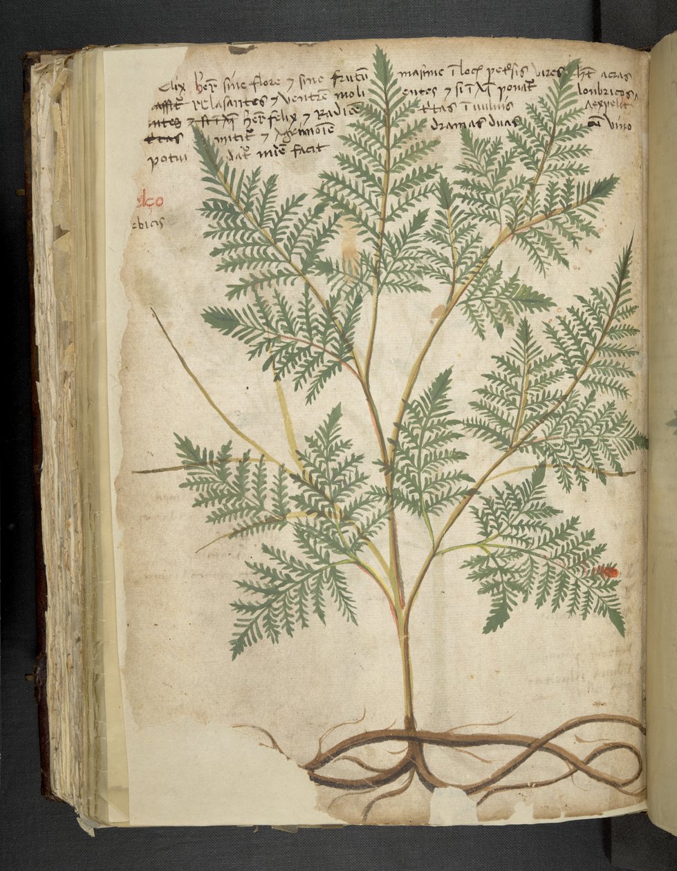 Dodaj MS 41623 f.114v 