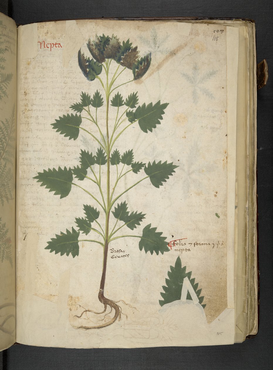 Dodaj MS 41623 f.115r Nepta, z 