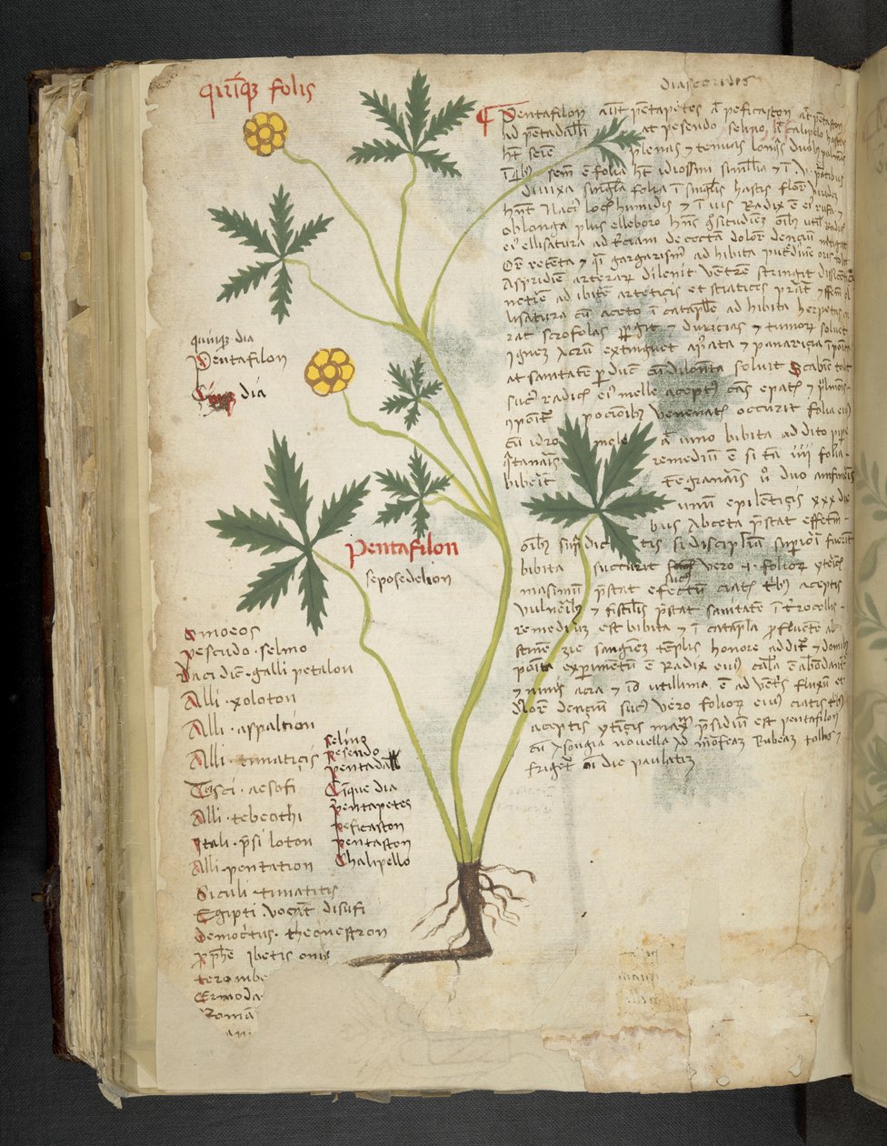 Dodaj MS 41623 f.115v Pentafilon (lub 