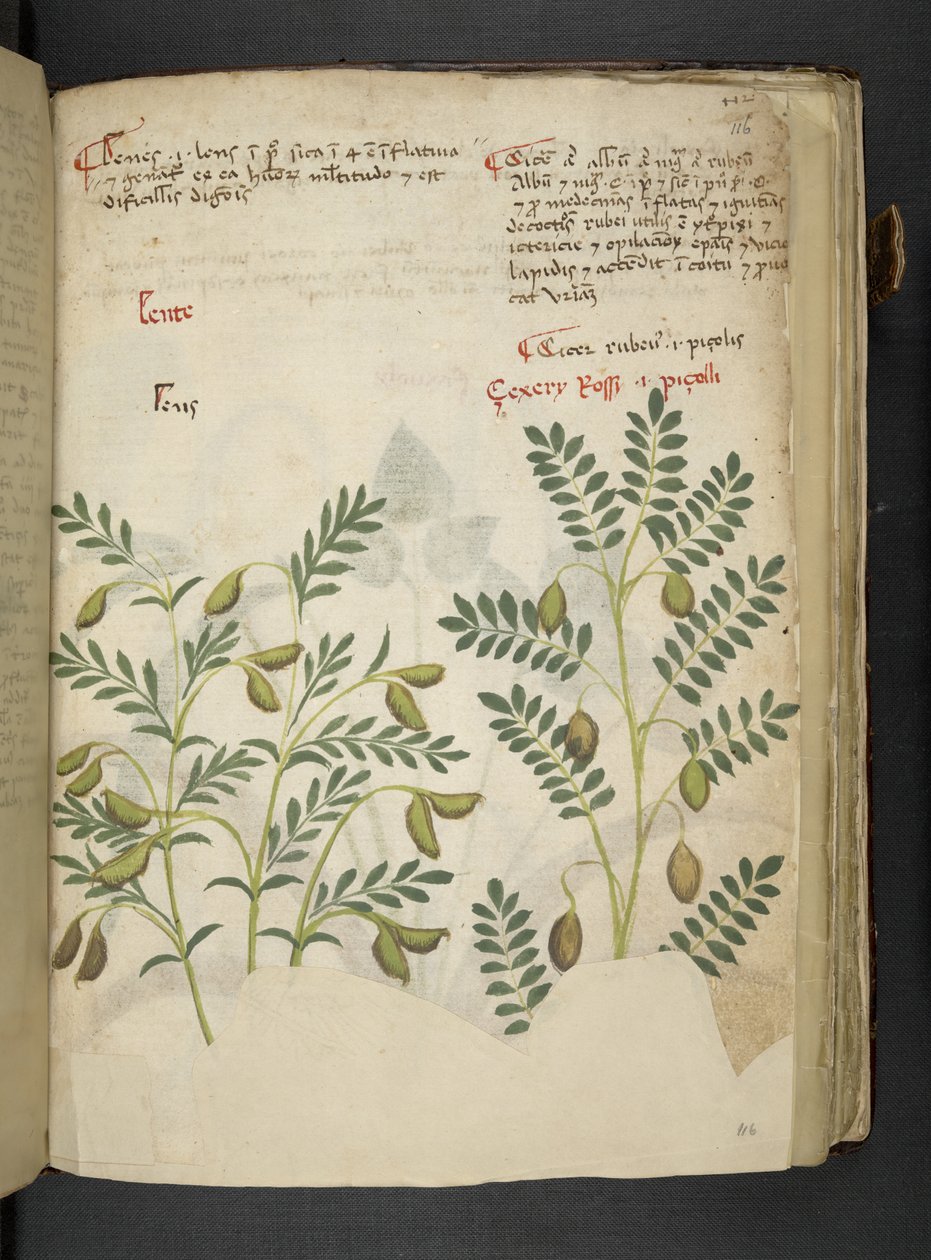 Dodaj MS 41623 f.116r 