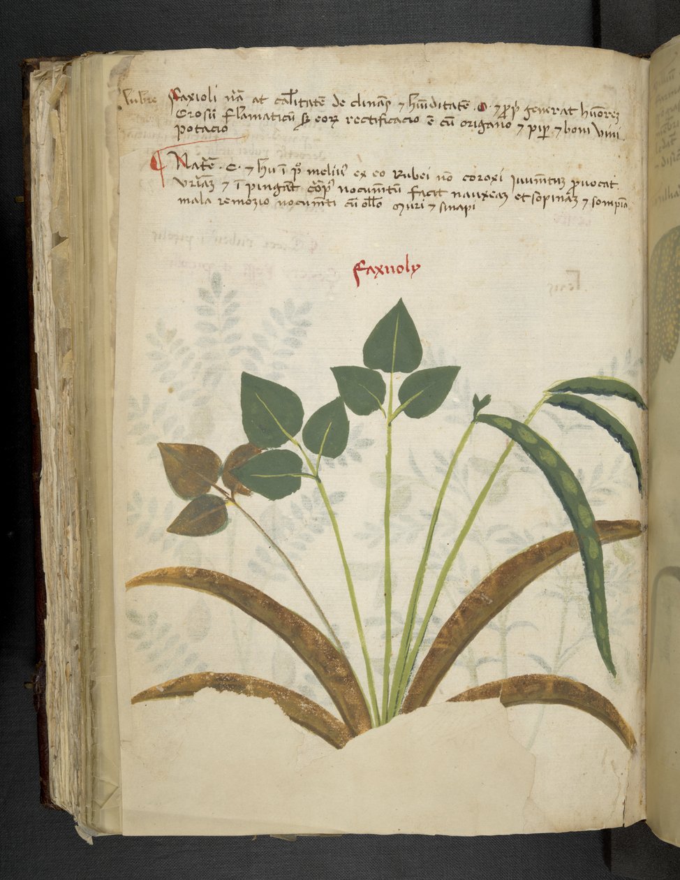 Dodaj MS 41623 f.116v 