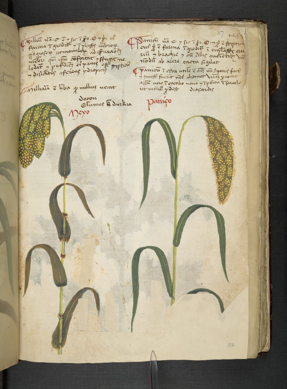 Dodaj MS 41623 f.117r 